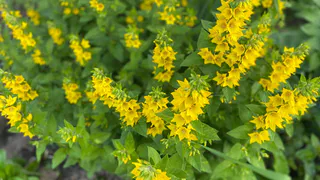 Гороскоп на 4 июля призывает смело воплощать мечты в реальность