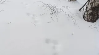 В Меленковском районе зайцы-беляки гораздо чаще собираются у солонцов с подкормкой