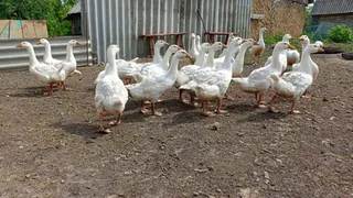 «Вы дом в глуши не продаёте?»: вот почему люди скупают дома в отдалённых деревнях