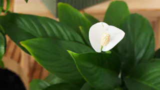 Чашку под корень — и спатифиллум покроется белоснежными бутонами: лучшая зимняя подкормка для супермощного цветения «женского счастья»