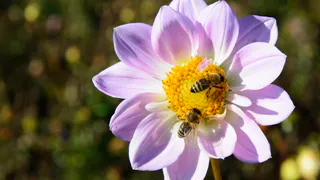 Рязанский фермер через суд получил 1,7 млн рублей компенсации за гибель пчёл