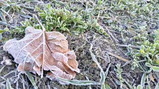 Погода на неделю: в Рязани будут дожди и возможен снег