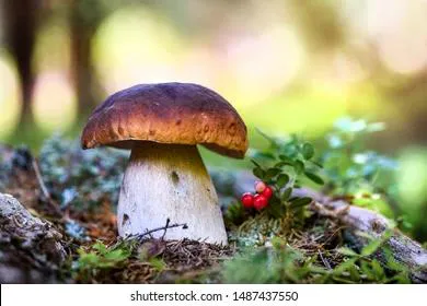 Россияне вышли на "тихую охоту"