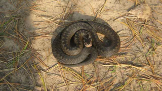 Под Рязанью мужчину укусила змея