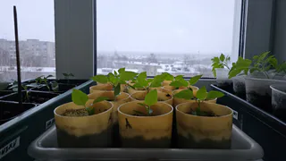 Узнала секрет "жирного" стебля - вот как заставить рассаду расти, словно на дрожжах. Этим пользуются только умные дачники