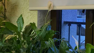 Хватит ставить его, куда вам хочется: 5 правил жизни для спатифиллума — будет пышное цветение