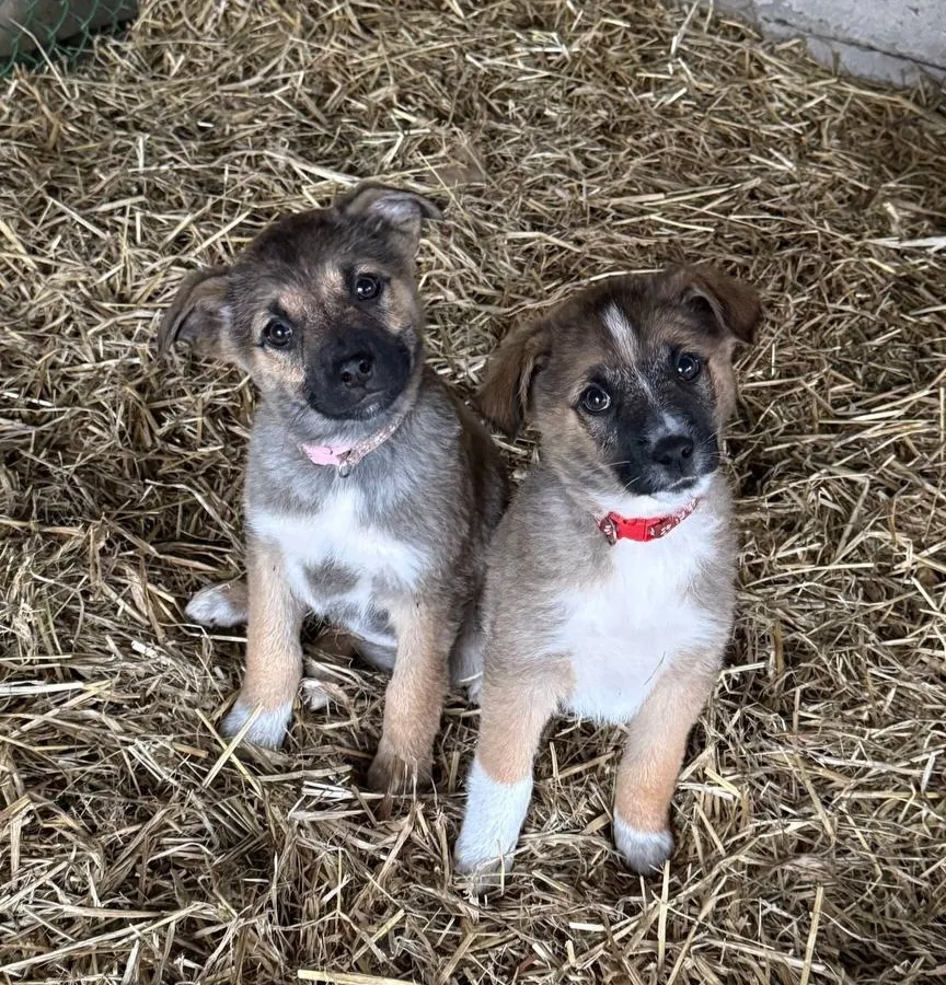 Фонд помощи бездомным животным Нижнекамска просит поддержать сбор средств на лечение питомцев 
