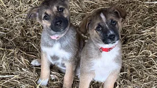 Фонд помощи бездомным животным Нижнекамска просит поддержать сбор средств на лечение питомцев 
