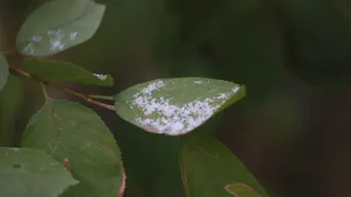 В понедельник похолодает, придет гроза, засыпет градом
