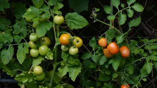Теперь лью эту смесь при первом цветке — томаты «выдают» гроздья по 12 плодов — снимаю по 6 кг с куста вместо 3.