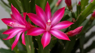 Декабристу в мае — обязательно: 1 пипетка под корень — и шлюмбергера выпустит кучу тропических цветов