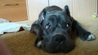 7 упрямых пород собак, которые доводят даже опытных профессионалов