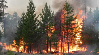 В Рязанской области в июне 2022 года потушили первый лесной пожар