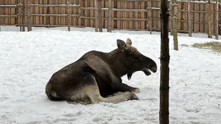 Южноуральцы получили крупный штраф за отстрел краснокнижных лосей