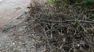 Спилили два месяца назад: на Бутырках валяются сухие деревья