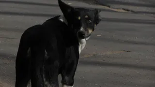 Собакам в МП "Лайка" не из чего есть и негде прятаться от дождя