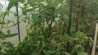 Осенью сожгите ботву томатов и радуйтесь результату: вот зачем это нужно