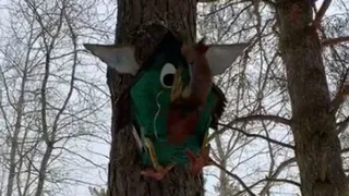 В Брянске спасают белку со сломанными лапами