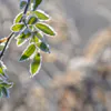 В Татарстане 10 мая ожидаются ночные заморозки до -1°C