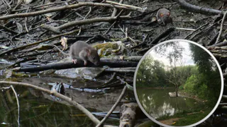 Крысиный рай на Новоселов - за 15 минут мы увидели десятки грызунов