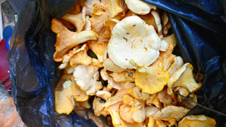 Запомните раз в навсегда: вы всю жизнь неправильно собирали грибы. Червивые тоже нужно было срезать, их легко почистить