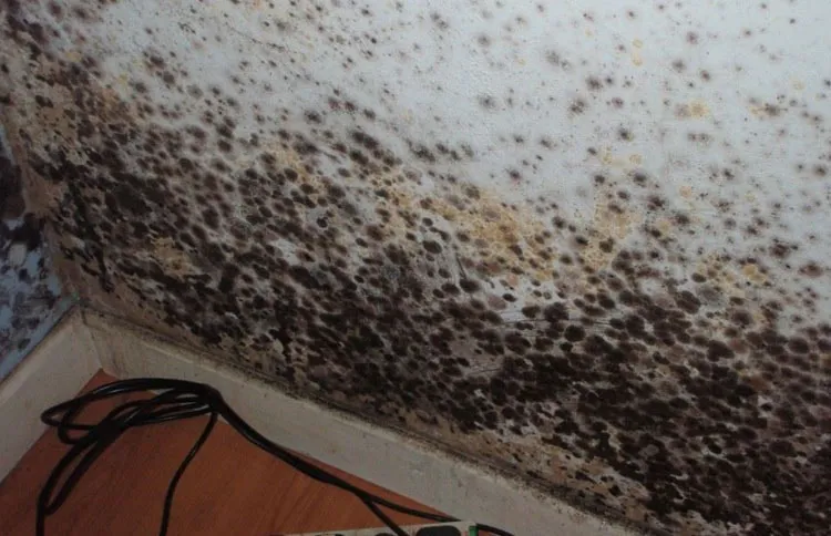 В Пензенской области потолок школы покрылся плесенью