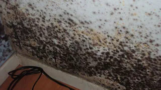 В Пензенской области потолок школы покрылся плесенью