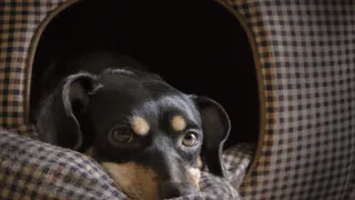 Почему собаки «сгрызают» дом — российский ветеринар указал на реальные причины