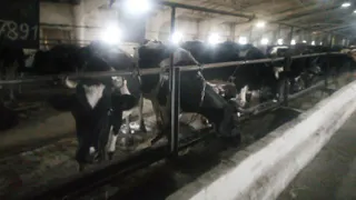 В суражской колонии-поселении №3 производят молочную продукцию