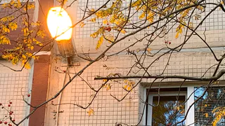 «По лесу гулять опасно»: рязанец пожаловался губернатору на отключения света и опасные деревья в Солотче