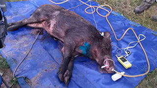 Спасённый весной 2023 года кабан умер в Окском заповеднике из-за сепсиса