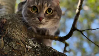 Софья Васильева, специалист по питанию и поведению кошек, рассказала, почему котики следят за хозяином