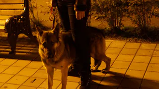 Мужчина с собакой поджег опорный пункт отдела полиции