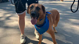 В Рязани состоялась выставка бездомных животных