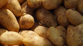 Чем подкормить картофель для крупных клубней? Объявлены 3 лучших удобрения и сроки