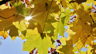 В Брянске появился прогноз погоды на сентябрь.