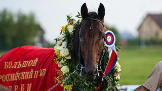 Жеребец из Чувашии выиграл Большой всероссийский приз впервые за 19 лет