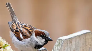 Во Владимирской области вспыхнула оспа птиц