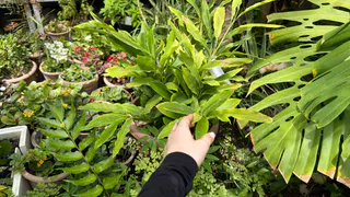 Лучше бархатцев: сажаем под яблоней 3 невысоких кустика — муравьи с тлей все лето обходят дерево за километр