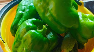 Перцы после высадки теперь поливаю этим настоем: урожая настолько много, что приходится раздавать соседям