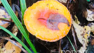 Нужно ли снимать кожицу со шляпок маслят: запомните раз и навсегда