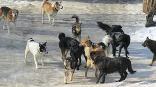 В Пензе на отлов бродячих собак в 2024 году хотят потратить 1,7 миллона рублей