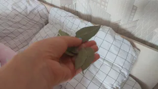 Лавровый лист всегда держу в кошельке - и всем советую: вот как это действует - странно, но факт