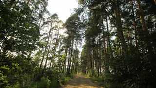 Установлен особый противопожарный режим: в Рязанской области запретят въезжать в лес