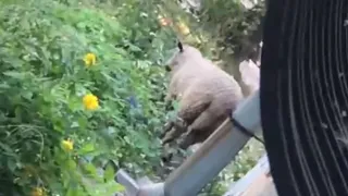 Блеет под окнами и не дает спать: по Горроще бегает заблудшая овечка