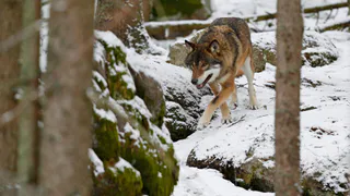 За полтора месяца 2025 года в Коми отстрелили 15 волков