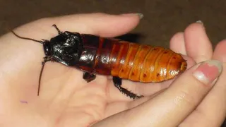 "Фантастические твари" Нижнекамска и где они обитают