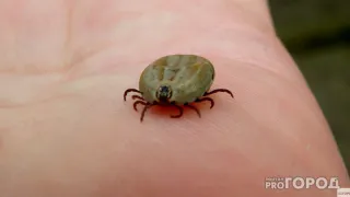 Эту группу крови клещи любят больше всего: что говорят ученые