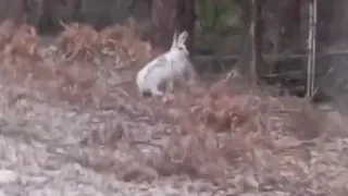 Во Владимирской области зайцы не успели «переодеться» к весне