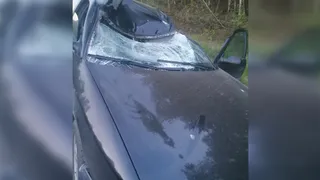 На трассе в Рязани лось внезапно выбежал на дорогу и повредил машину